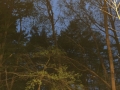 IMG-20150510-WA0007